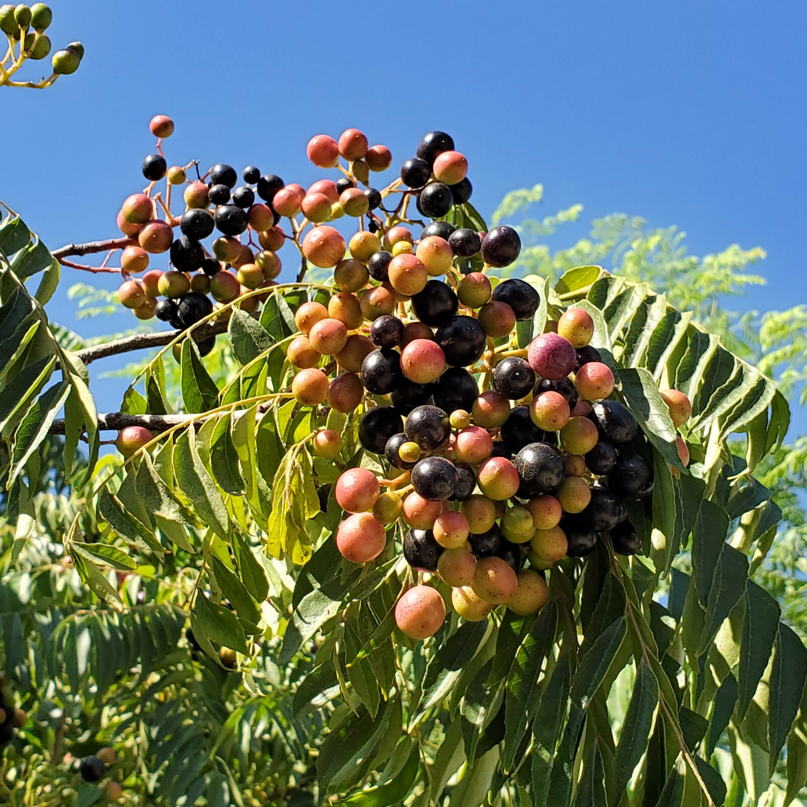 Indian Curry Leaf / Plant / Seeds kadi patta murraya koenigii