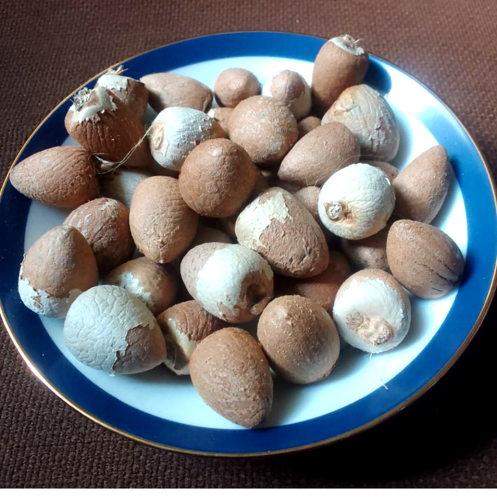 Dried Betel Nut Areca Nut Whole (Karunka) Natural Sun Dried 100% Organic