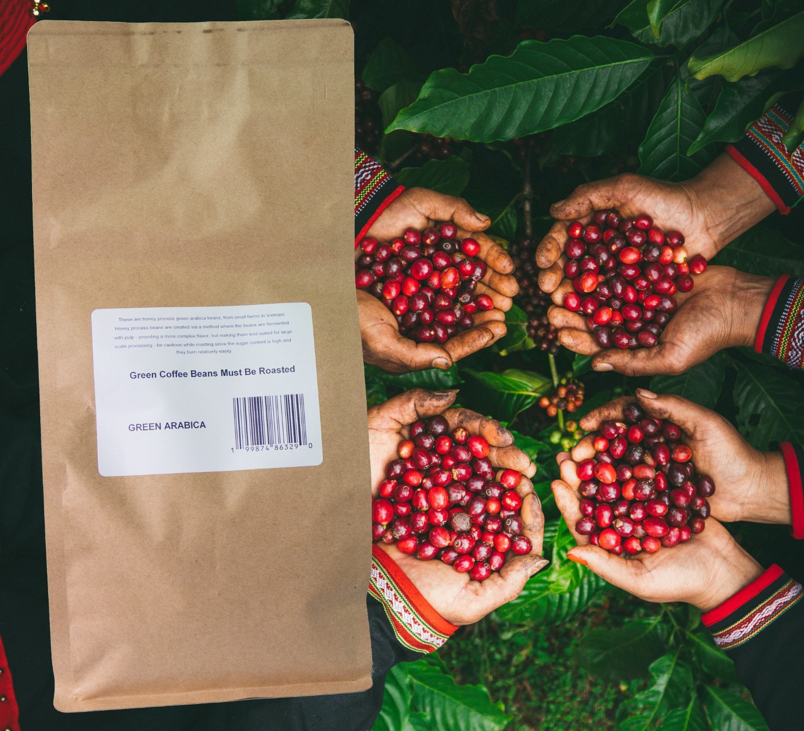 2lb Beanzilla Vietnamese Honey Processed Robusta – Green Coffee Beans