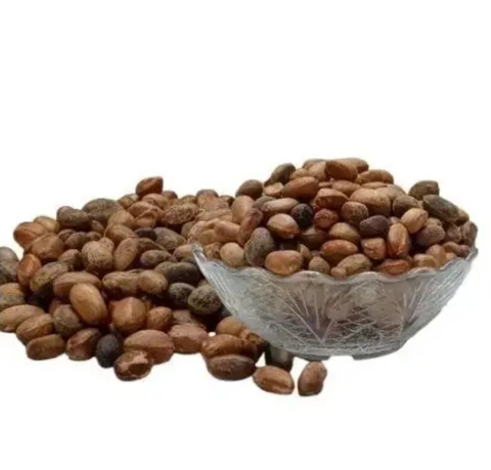 Croton Pendoliflurous Seed, Jamalghota Seeds , Jamalgota Seed, Aworoso Seed, Cro