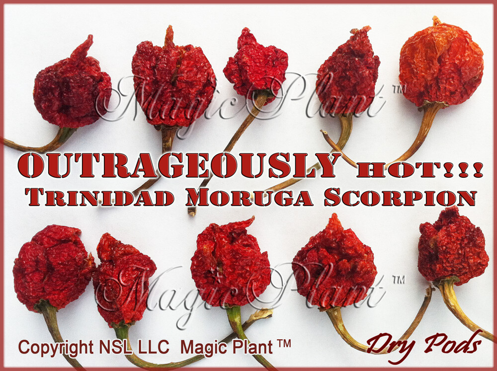 Moruga Scorpion Chili Pepper Dry Whole Pods SUPPER HOT – High Quality (6 sizes)