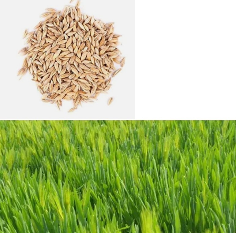 Organic Whole Unhulled Barley Seeds Non-GMO for Barley Grass Sprouts