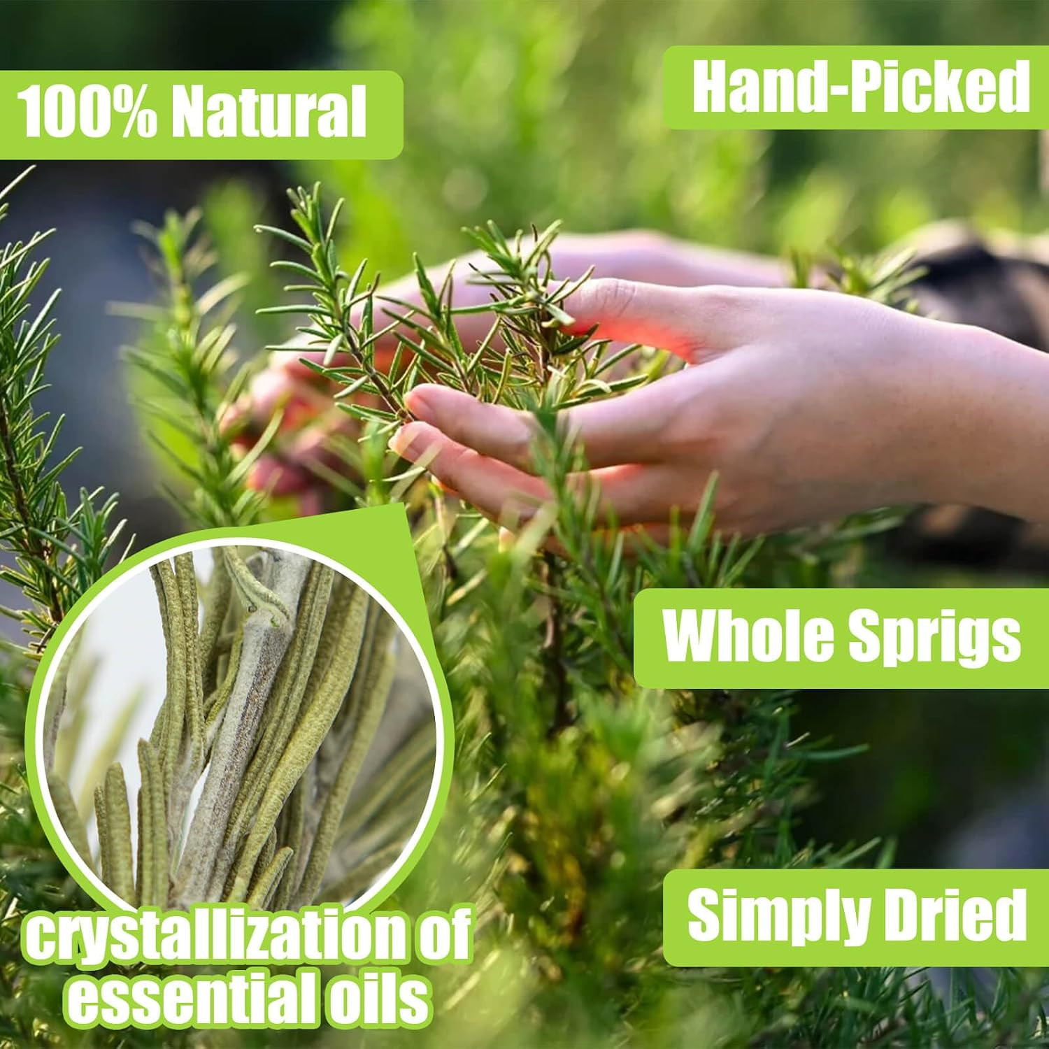 Dried Whole Rosemary Leaves Sprigs, 3Oz | 40–50 Sprigs 5–7 Inches, Dried Rosemar