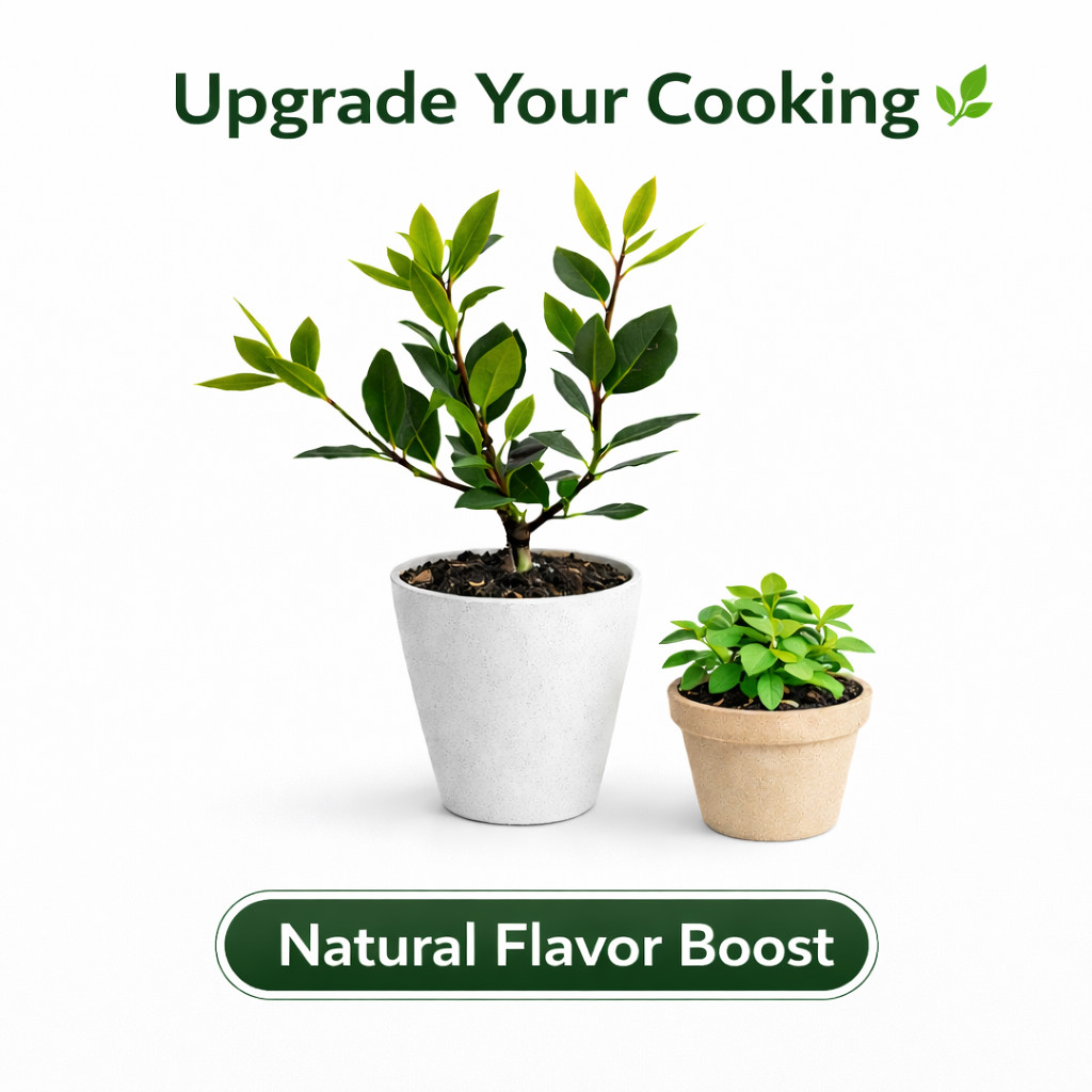 Bay Laurel Tree Live – Upgrade Your Cooking Naturally Indoor Herb Plant