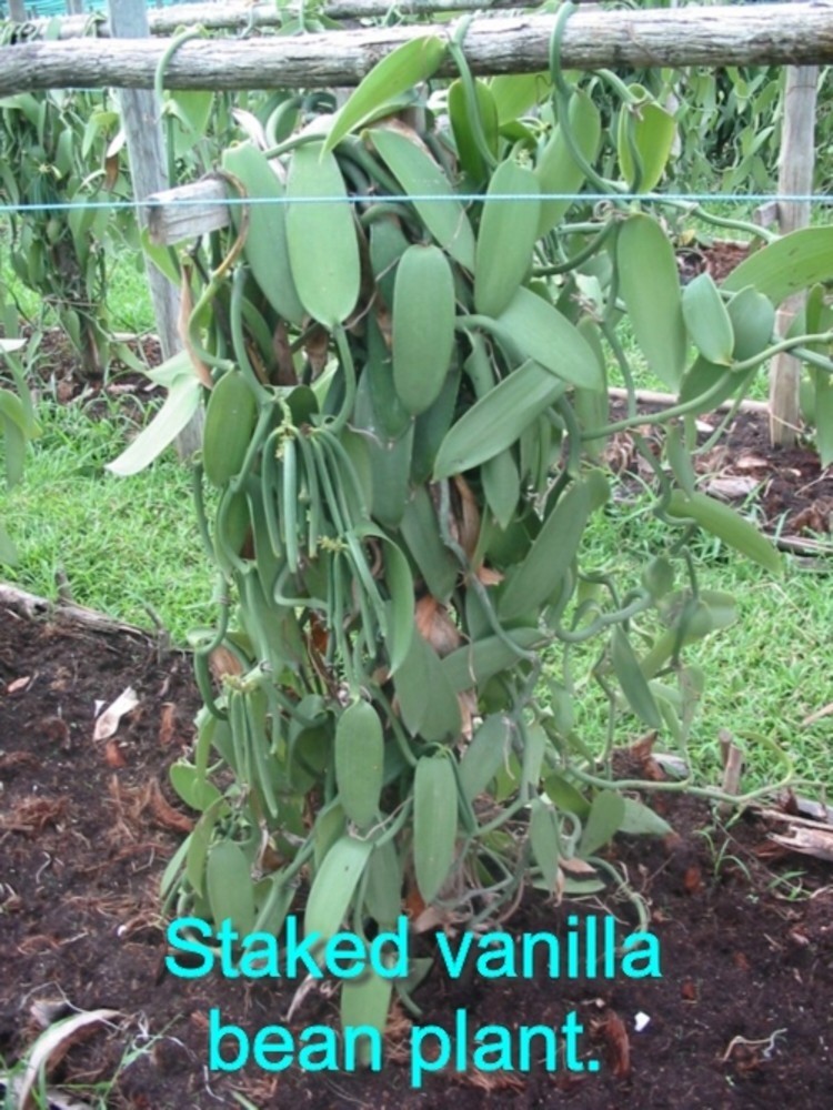 Vanilla Products USA 10 Gr A Prime Gourmet Madagascar Bourbon Vanilla Beans 5~6″