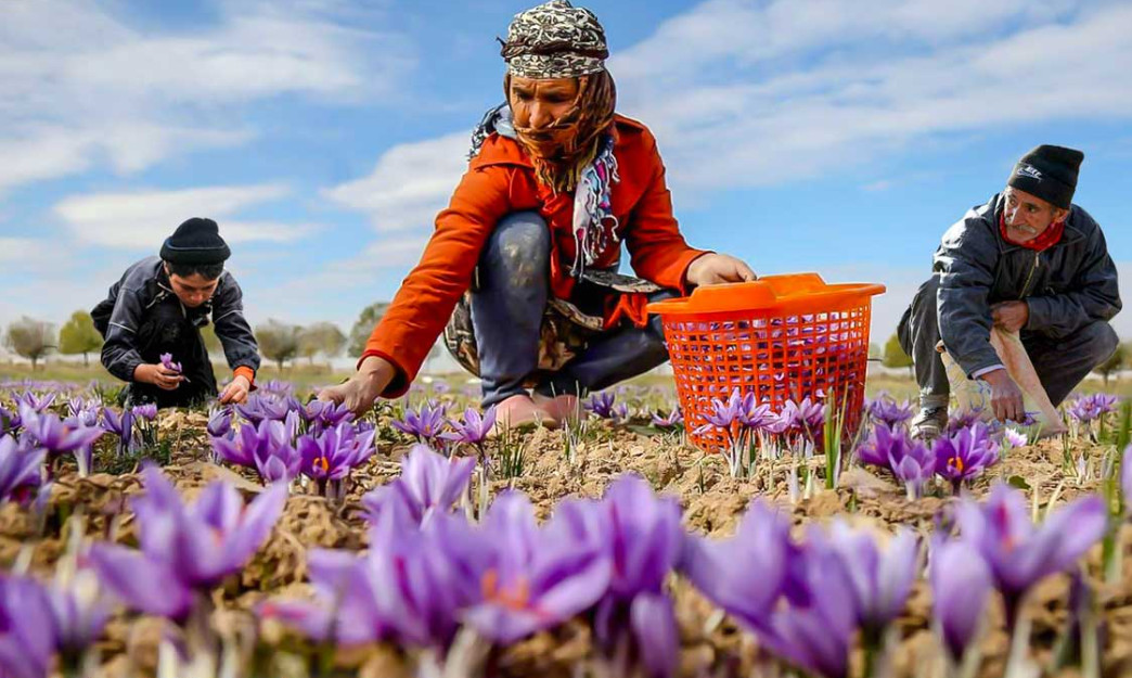 5 Grams Pure Organic Saffron Zaffron (Premium Quality) – Grade A!!