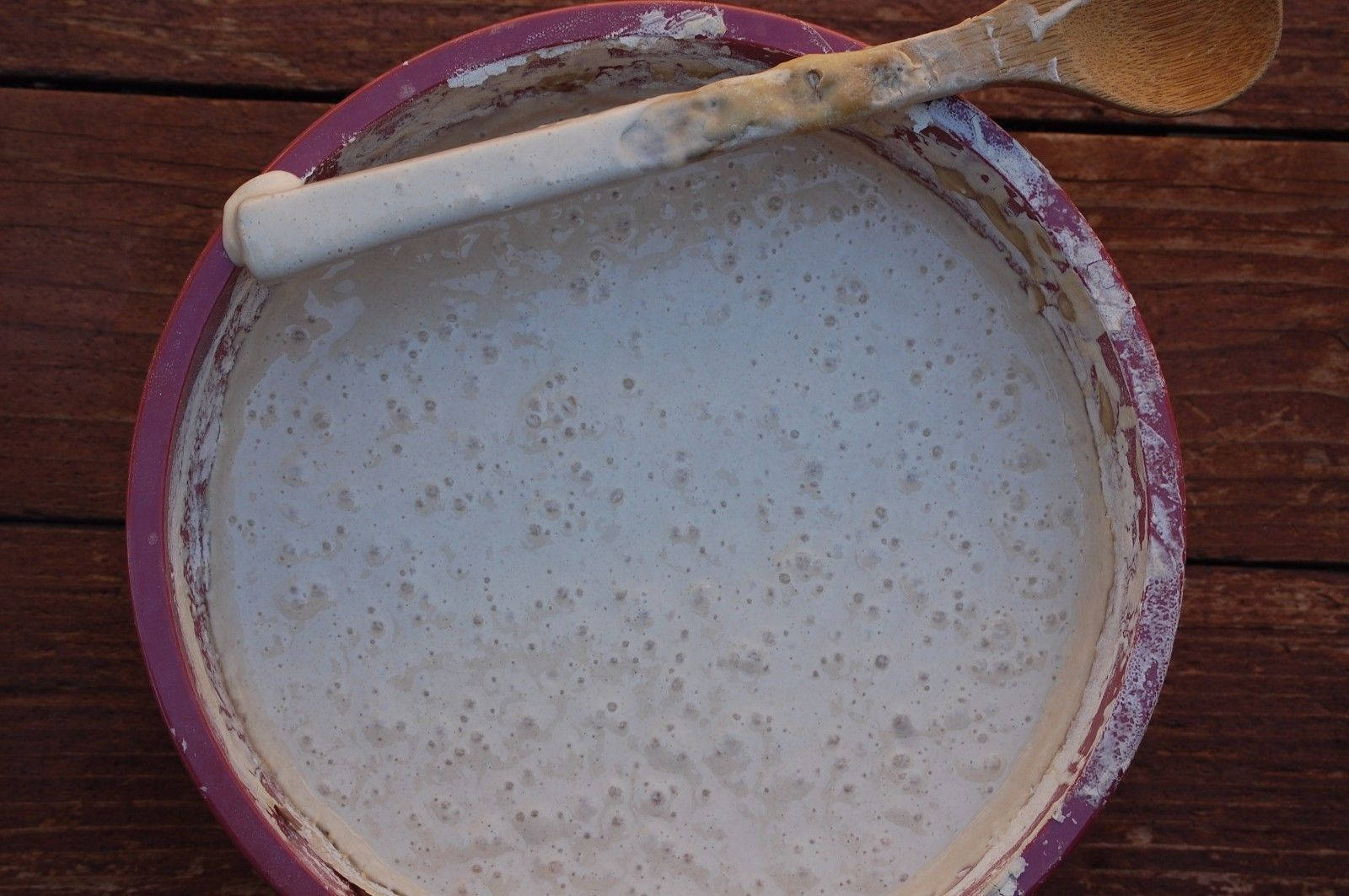 live ZOURDOUGH SOURDOUGH STARTER San Francisco BEAST+ RECIPES-10starters in 1 d