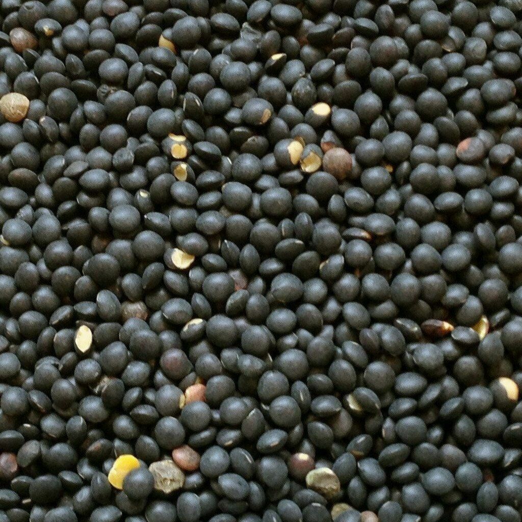 BLACK LENTILS BEANS