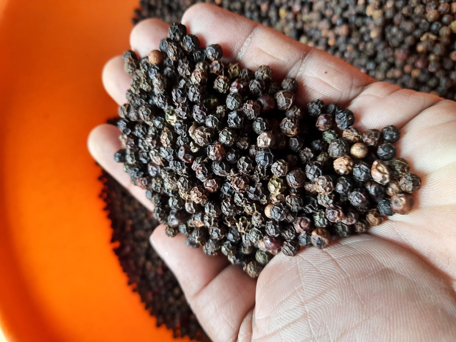 Organic Black Peppercorns – 100% Pure & Natural | Premium Quality | Fresh Spice