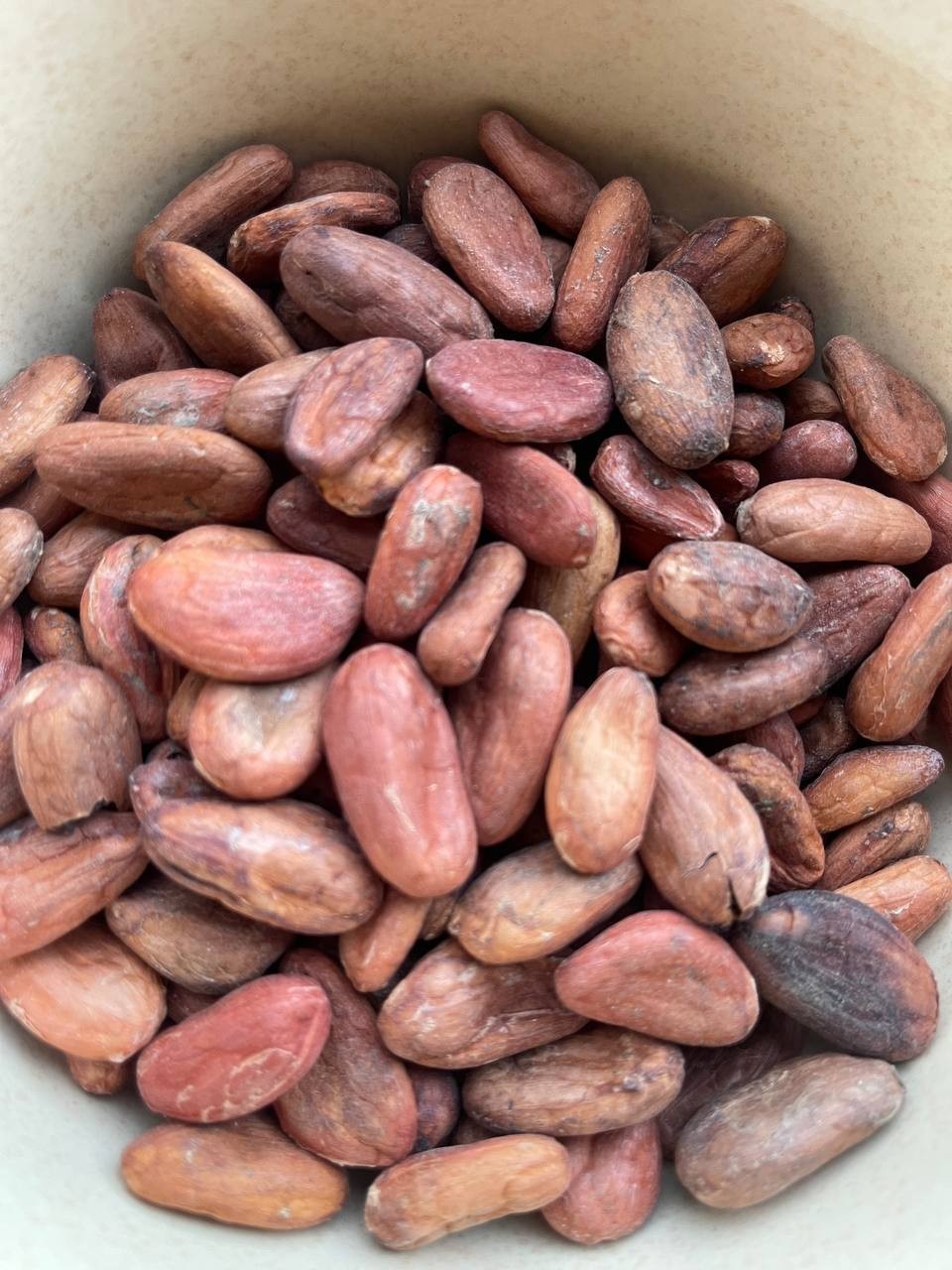 Raw Cacao Beans 1/2 lb bag | Theobroma Cacao