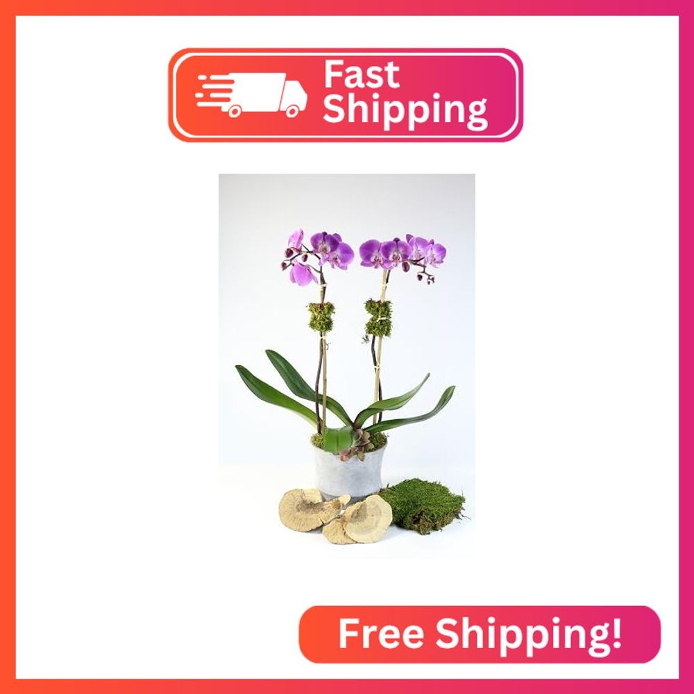 Dried Mushroom 5 to 6 inches – Pack of 4. for Decorative use only not for Food C