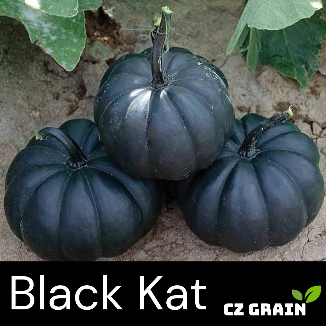 Exotic Black Kat Pumpkin Seeds for Planting (10 Seeds) – Deep Black,Green