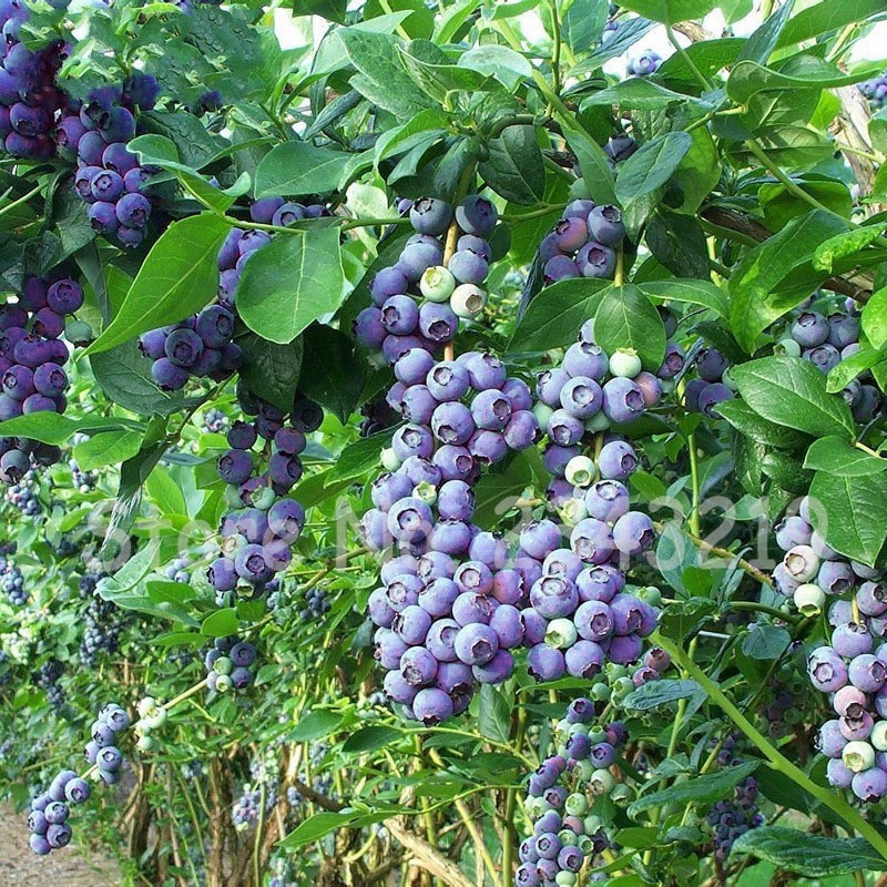 BLUEBERRY Powder 8oz 1/2LB – antioxidants carotenoids, flavonoids, vision – PAJE