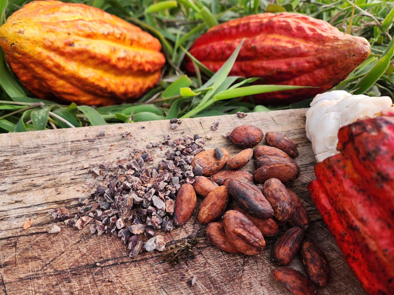 Raw Cacao Beans Unroasted – 100% Pure Colombian Whole 16.0144 Ounce