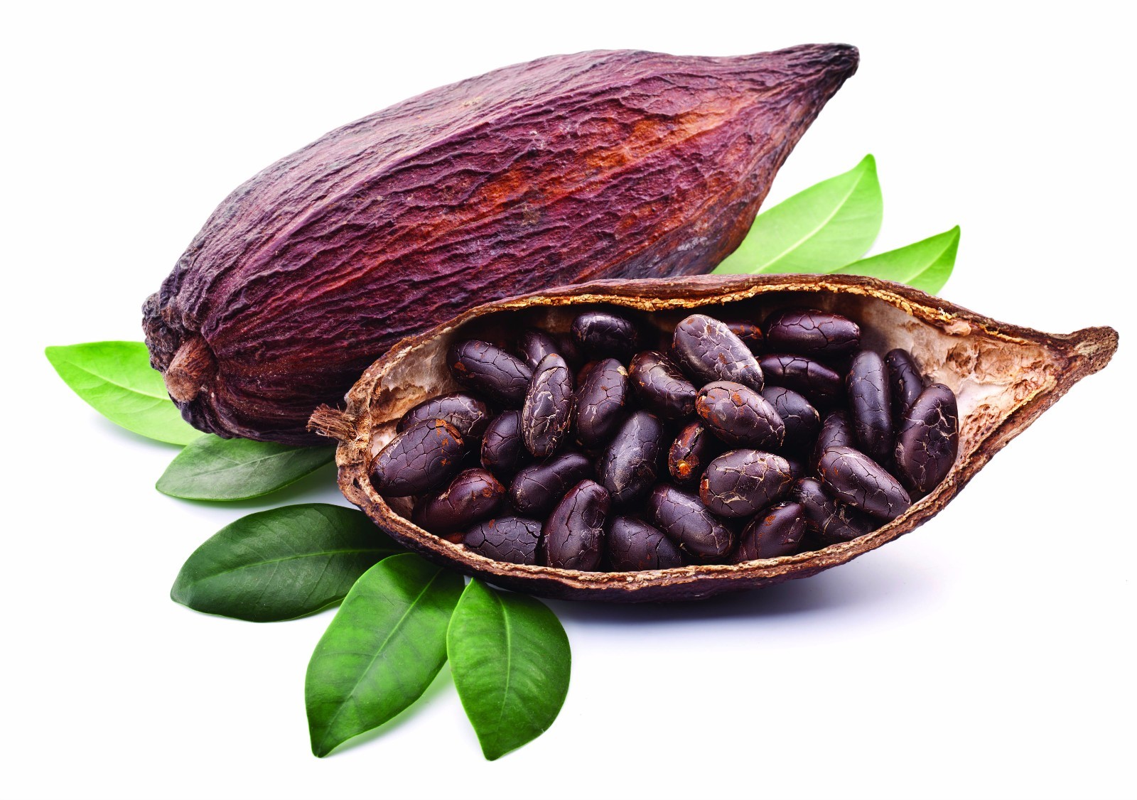 COCOA CACAO CACAU seed powder 16oz 1lb Mood, Serotonin, chocolate PAJE POWDER
