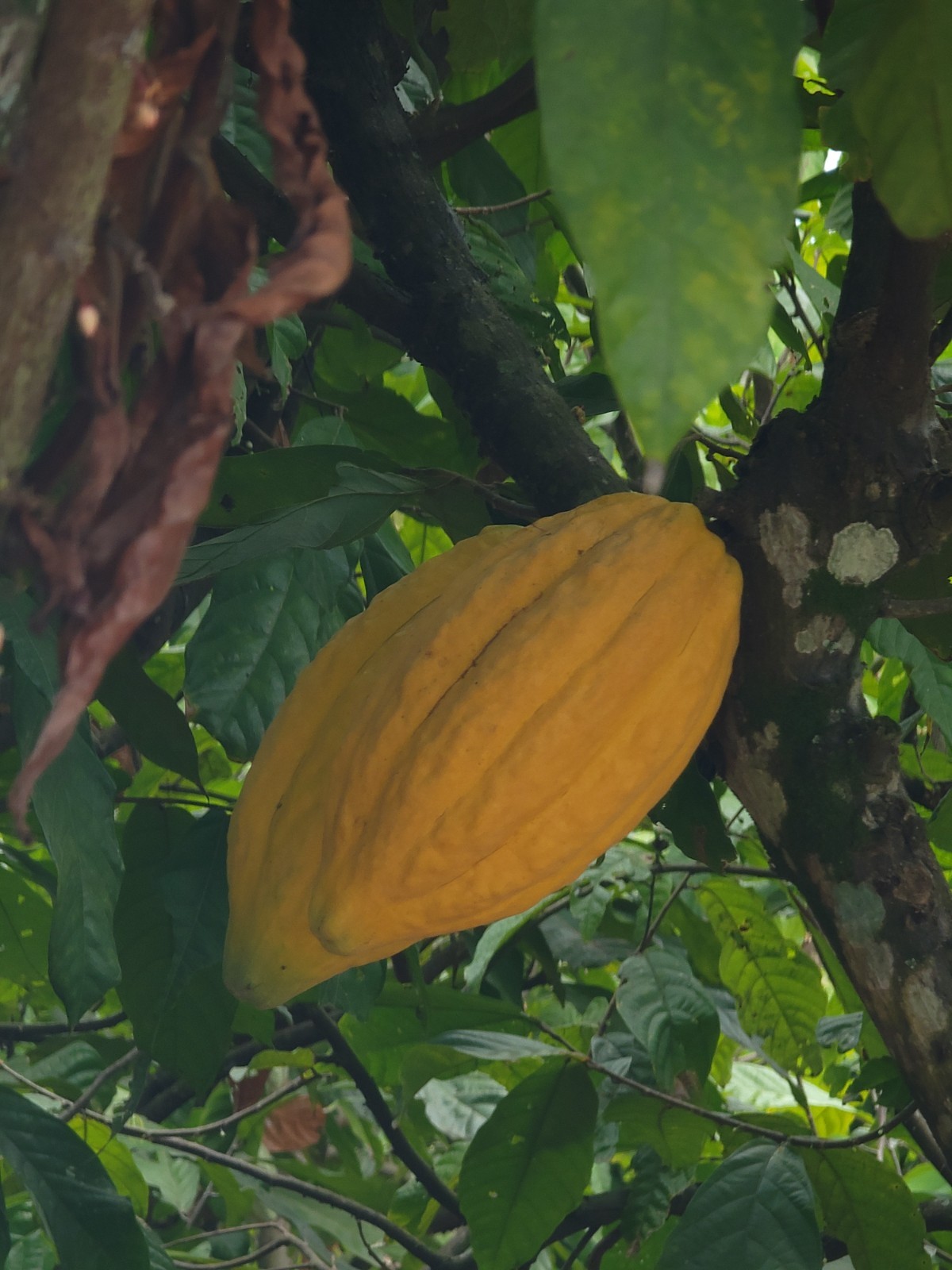 Whole Raw Dried Cacao Beans. 100% Fino De Aroma-Arriba. From Balzar, Ecuador.