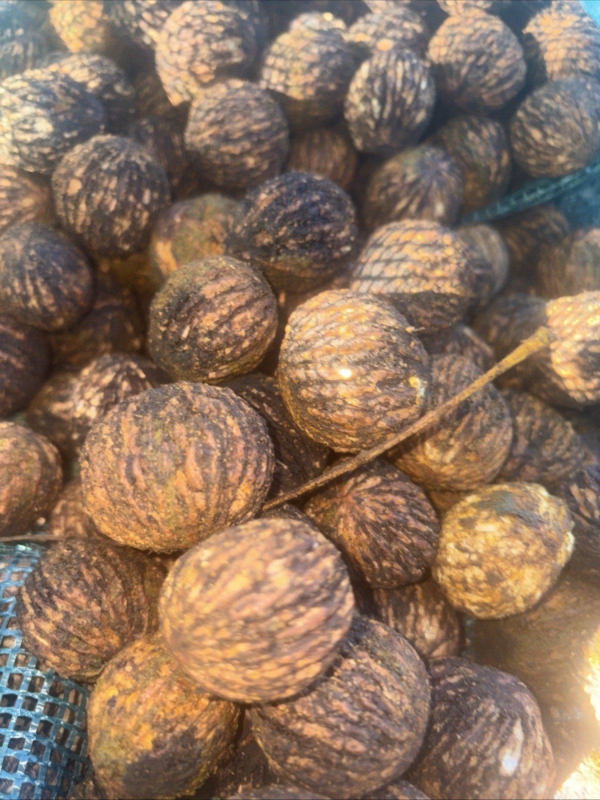 10 lbs. “Squirrel Nuts” BLACK WALNUTS in the shell – 2025 crop- Organic