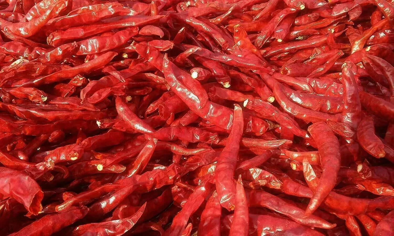 Jodhpuri Mathania Red Chilli Whole, Lal Mirch Sabut/ Best for Mutton 100 gms F/S