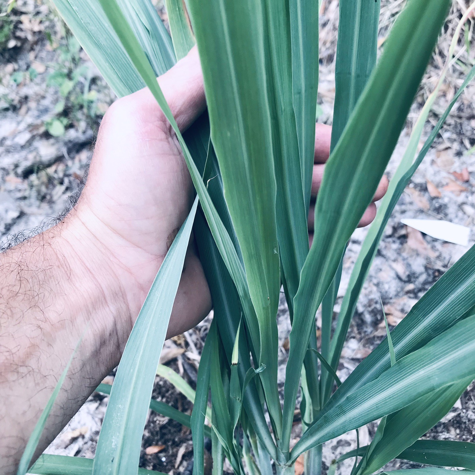 1 lb Fresh Organic Lemon Grass Leaves Garden Edible Tea Green From Florida