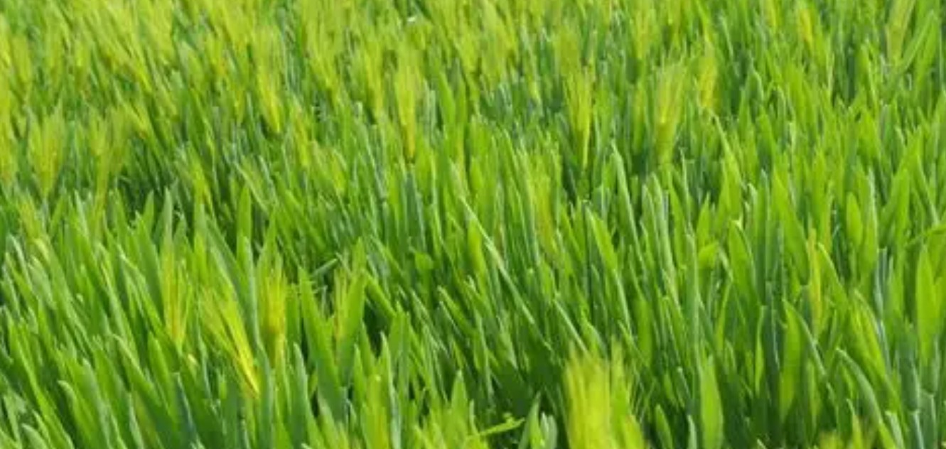 Organic Whole Unhulled Barley Seeds Non-GMO for Barley Grass Sprouts