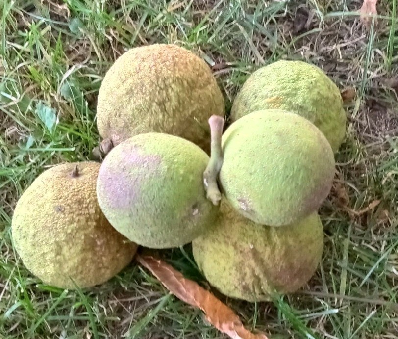 10 Lbs Black Walnuts, Green in shell – fresh harvest 2025 – WV Non GMO, Organic
