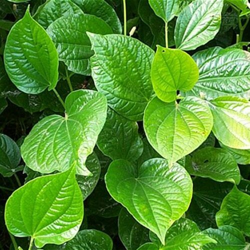 150 Betel Leaves Dried Herbal Leaf Organic Sri Lankan 100% Piper Ceylon Natural