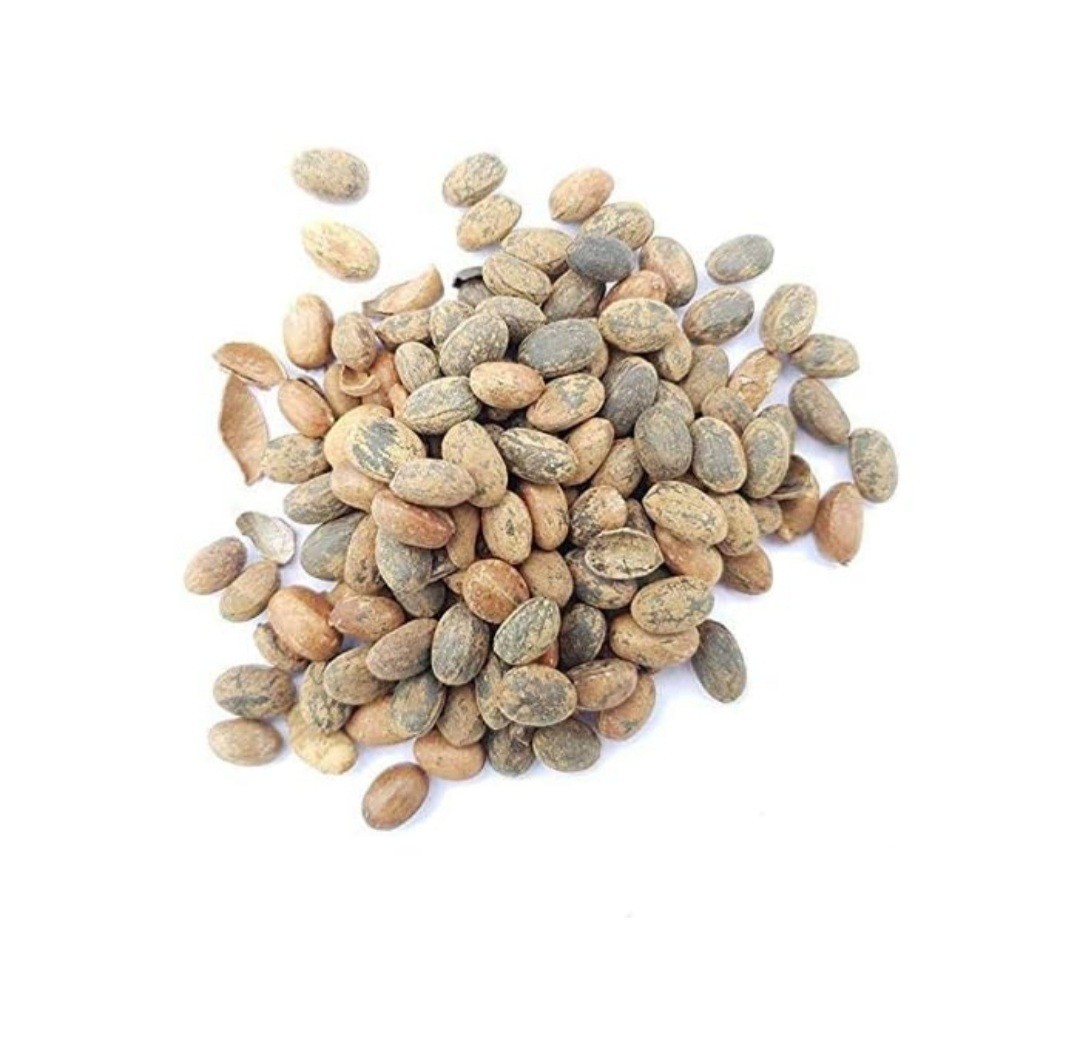 Croton Pendoliflurous Seed, Jamalghota Seeds , Jamalgota Seed, Aworoso Seed, Cro