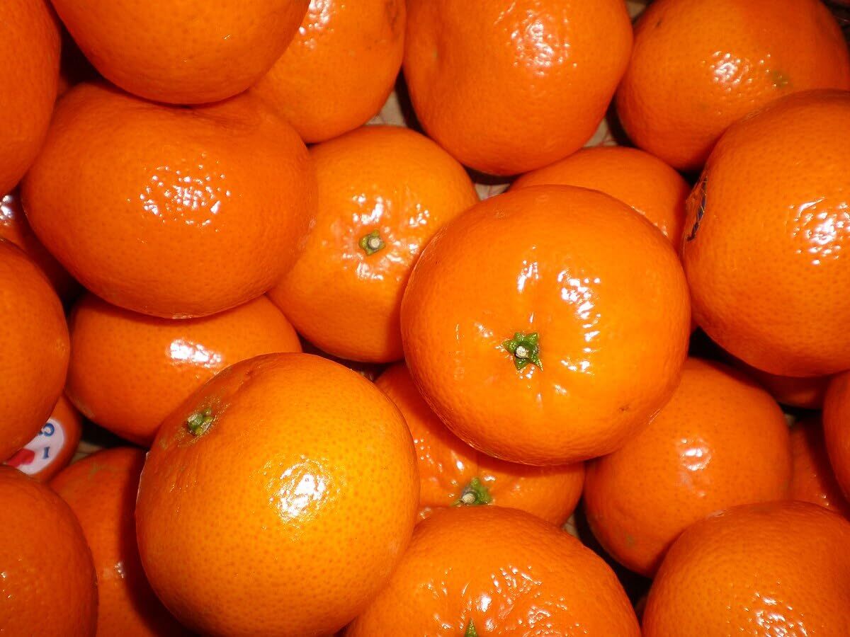 California Honey Tangerines Fresh Whole Fruit 1-9 Pound Bag GMO Free FRUIT