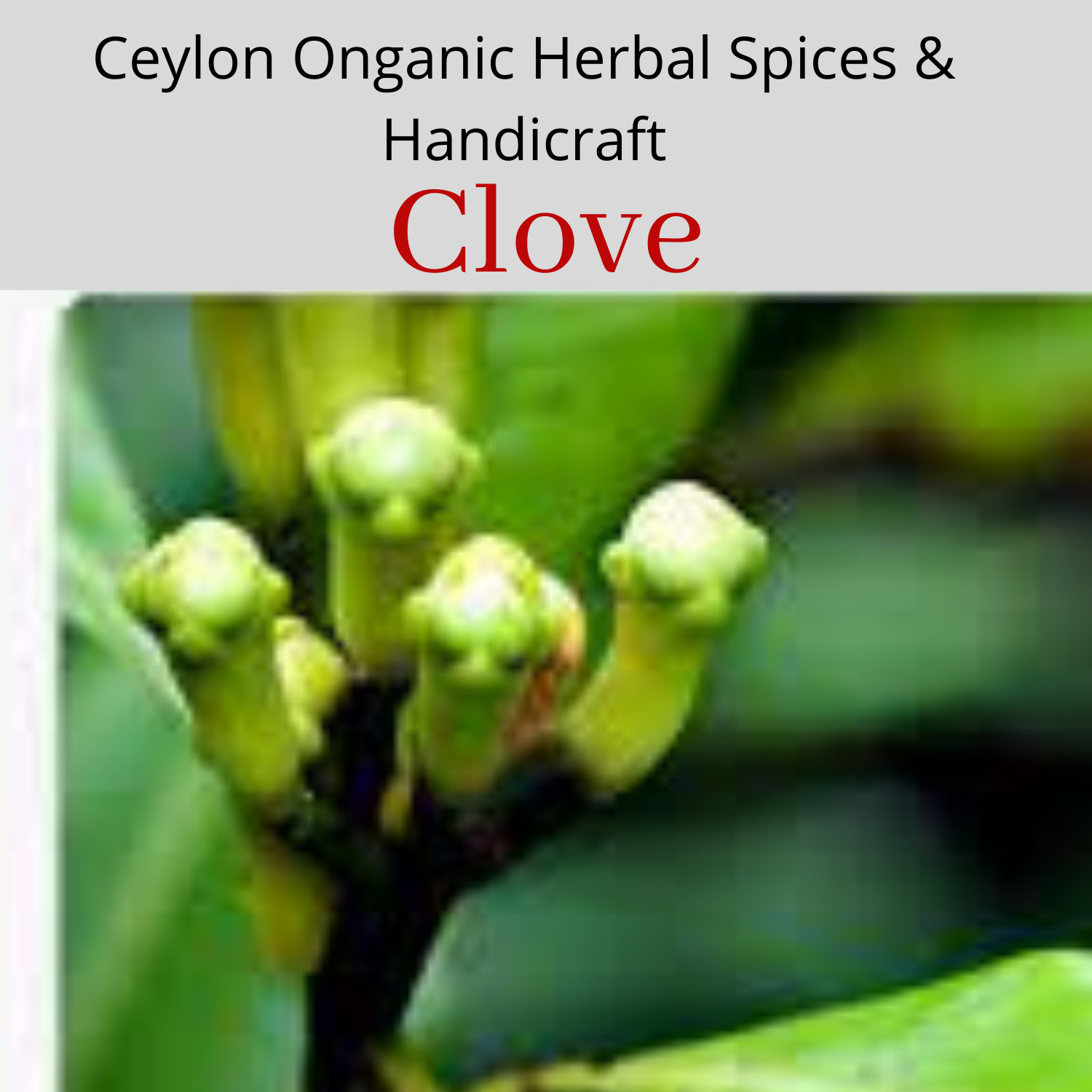 Ceylon 100% pure Premier Quality organic Dried Clove