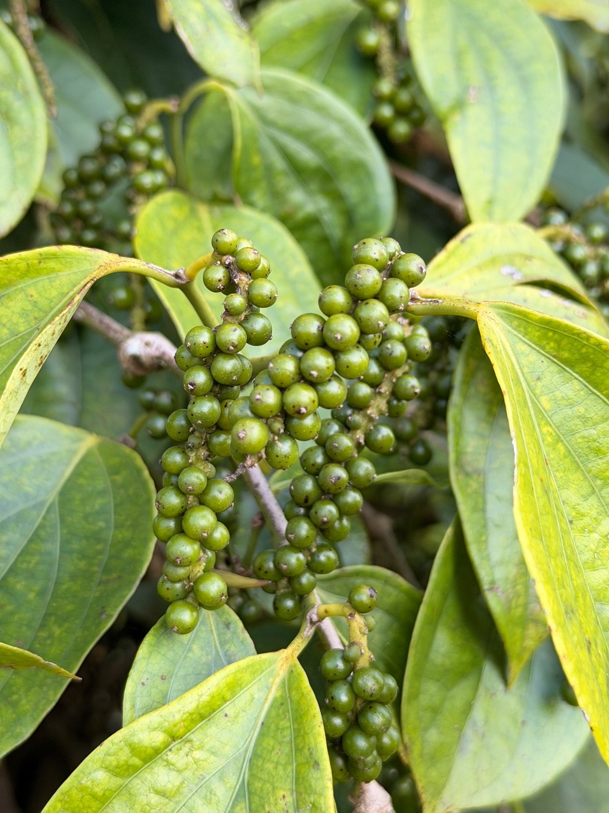 Premium Vietnamese Black Peppercorns – Fresh Crop | Single-Origin | High Flavor