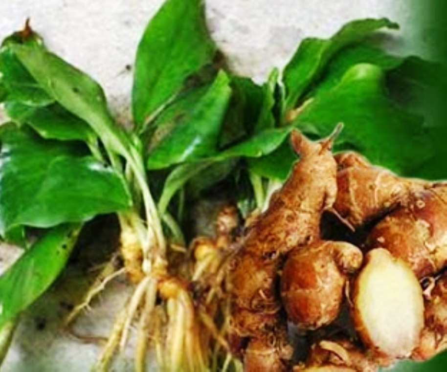 DRIED KAEMPFERIA GALANGA 沙姜 SLICED 4oz / 7 ozUS SELLER FREE SHIPPING