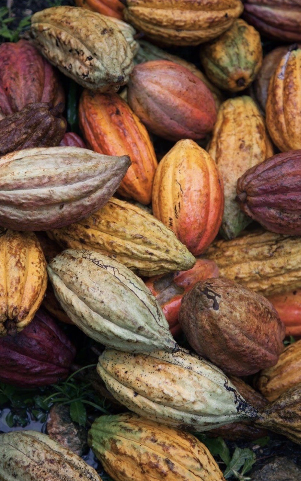 Cacao Fruit 5 Organic make Chocolatte – Always Fresh Priority Mail Shipping pods