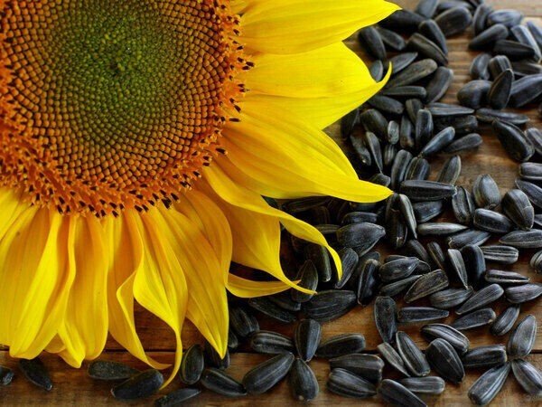2 PACK – BABKINI Sunflowers Seeds 500g X 2 units SEALED CASE NO-GMO RUSSIAN