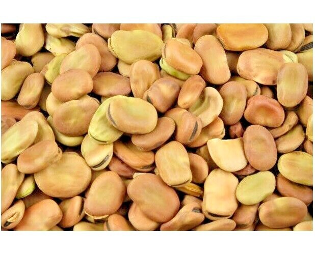 Broad Beans Dry Fava Beans – 1kg 2kg 5kg 10kg 15kg 20kg 30kg 40kg Bulk