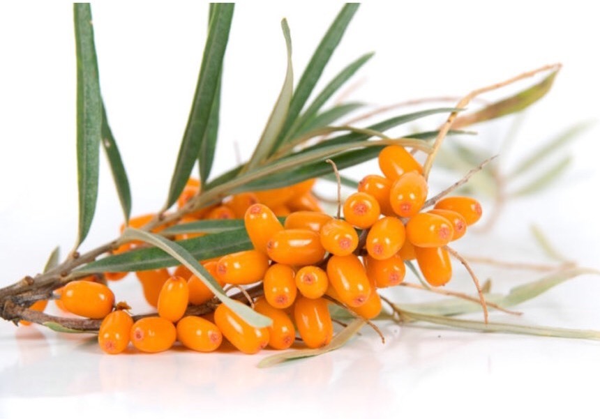 ORGANIC SEA BUCKTHORN OIL COLD PRESS 100% PURE NATURAL ANTI-AGING HAIR SKIN NAIL
