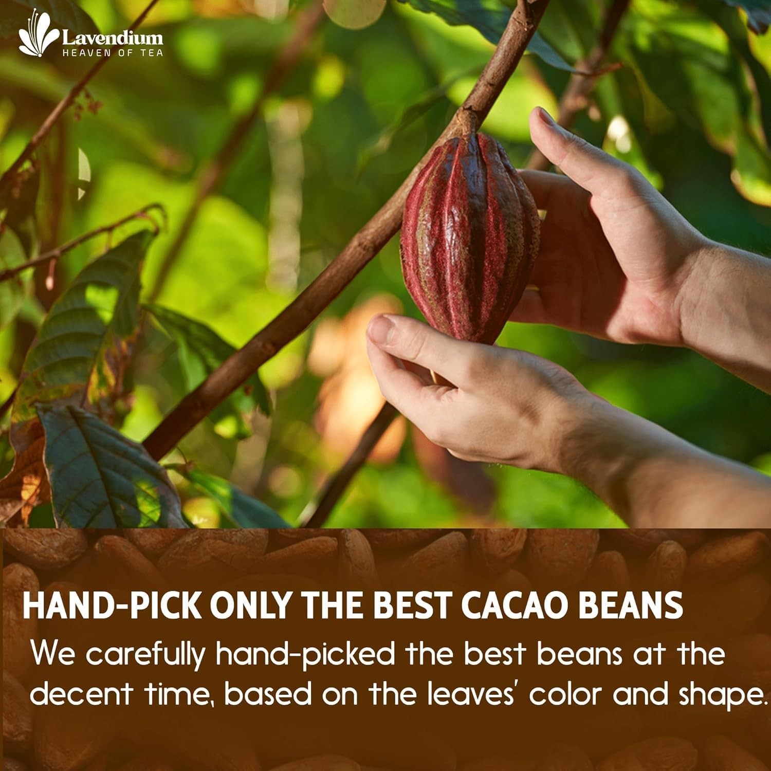 6oz Cacao Powder, 100% Natural & Pure, Unsweetened, Rich Chocolate Flavor, for