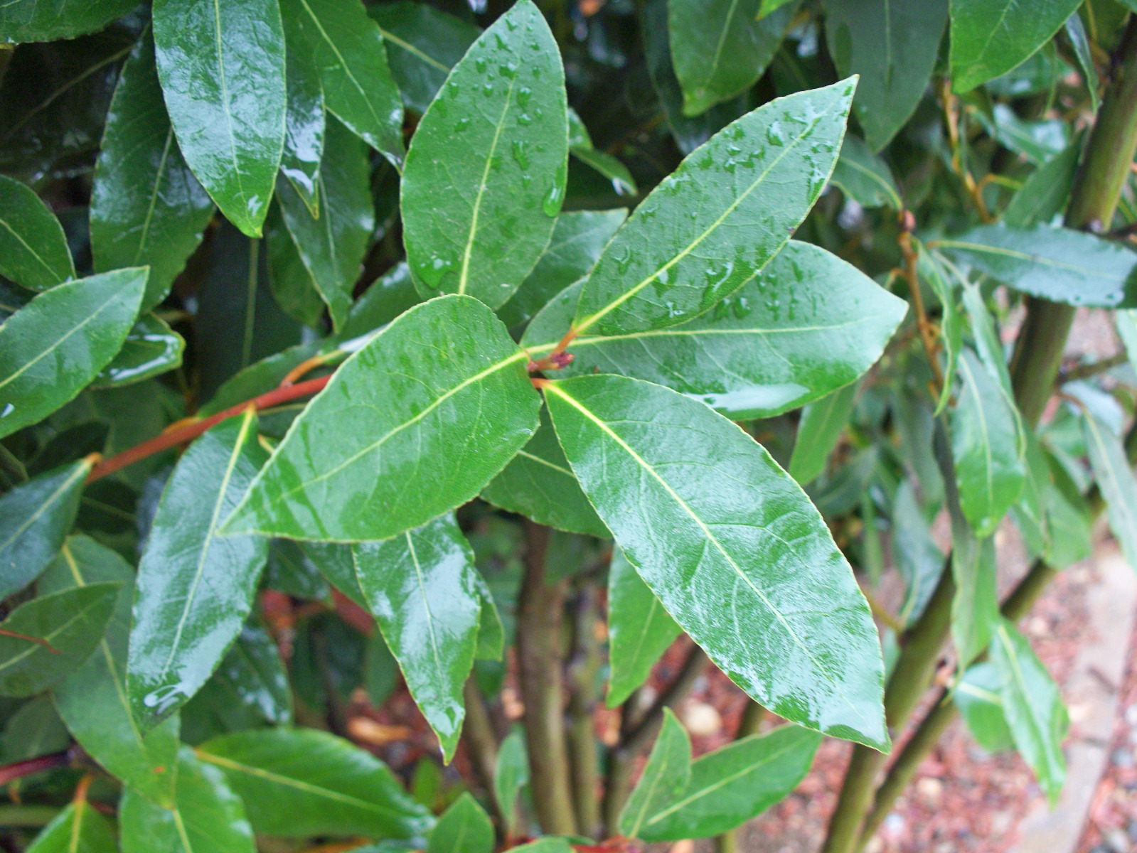 100 Fresh Organic Bay Leaves Leaf, Laurus Nobilis, Fresh Pick (1.5″ – 2.5″ long)