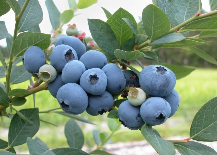 BLUEBERRY Powder 8oz 1/2LB – antioxidants carotenoids, flavonoids, vision – PAJE