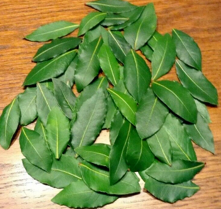 Organic Bay Leaves, 85 Fresh picked leaves, Laurus Nobilis Laurel,free Shipping