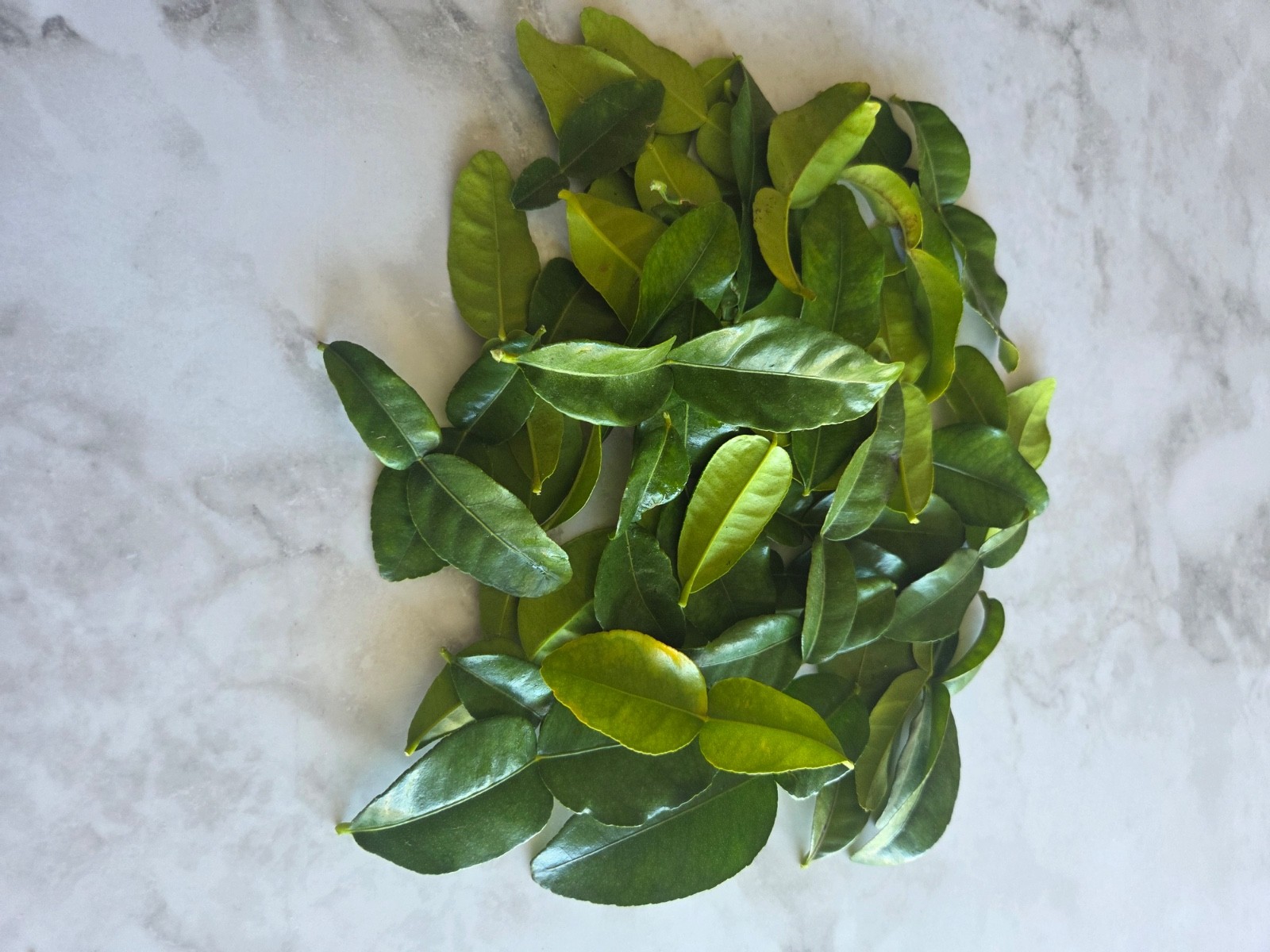Fresh Kaffir Lime Leaves 2 oz Thai Makrut Lime Leaves ใบมะกรูด California Grown