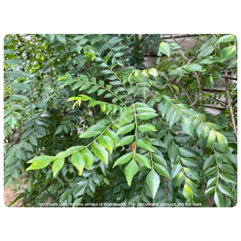 Dried Curry Leaf 500g 100% Organic Natural Ayurvedic Herb & Cooking Spice +DHL