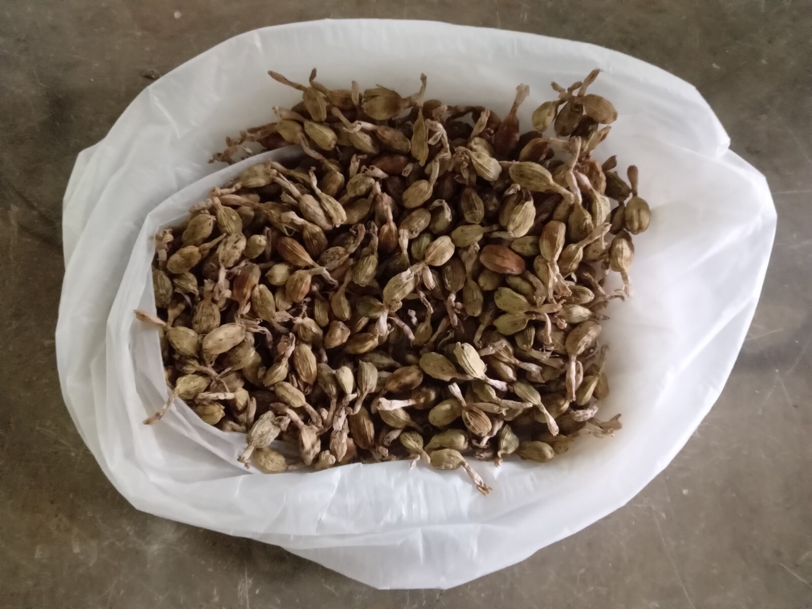 Premium Quality Green Cardamom Pods (FREE SHIPPING) cardamom 20 seeds Pack