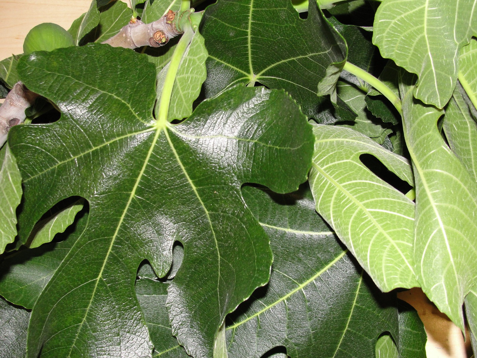 FRESH Organic Fig Leaves organically grown from our California Farm