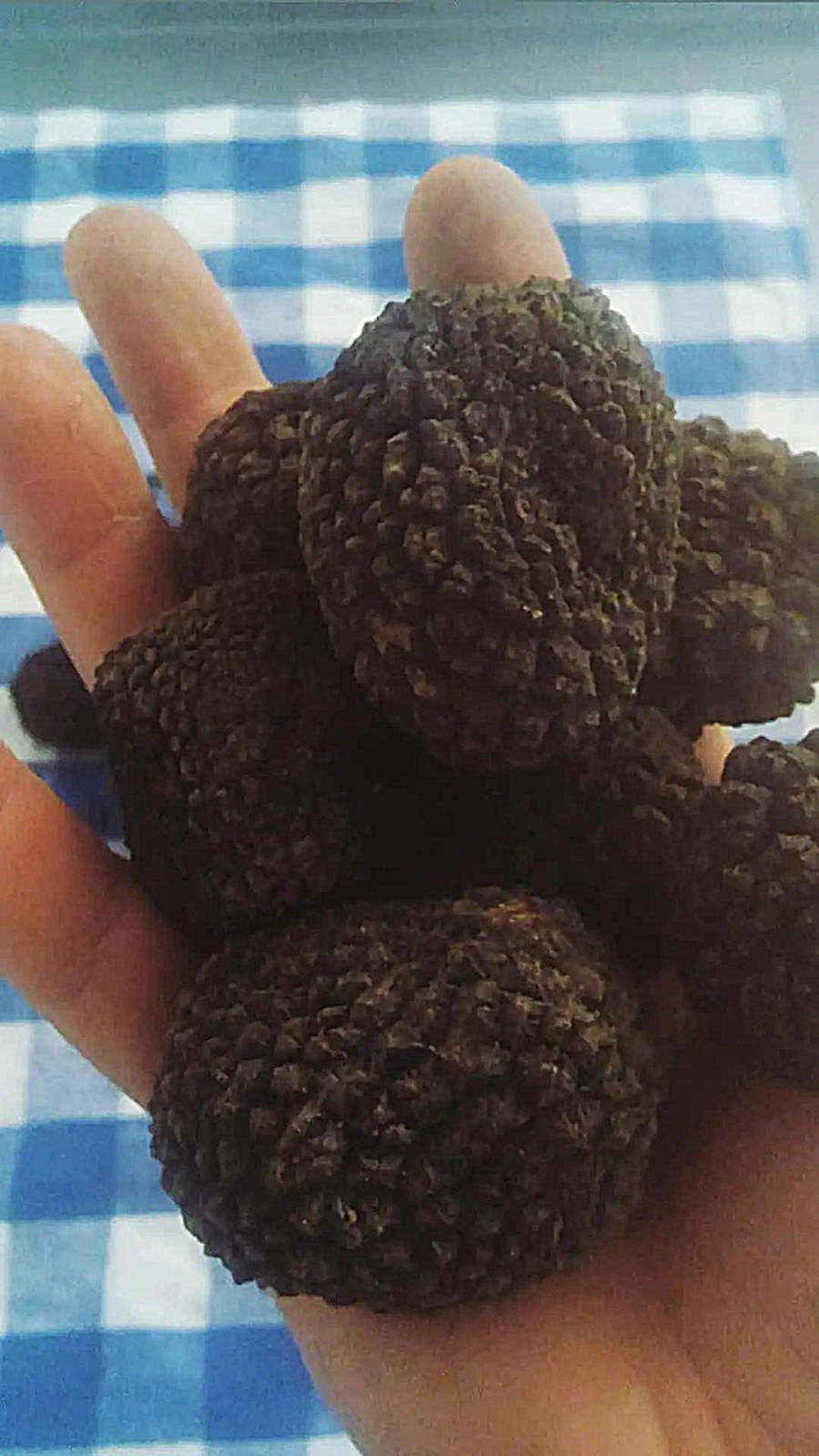 1 kg Summer Truffle – IT – 1st Choice – Tuber Aestivum Vitt. – ITALY