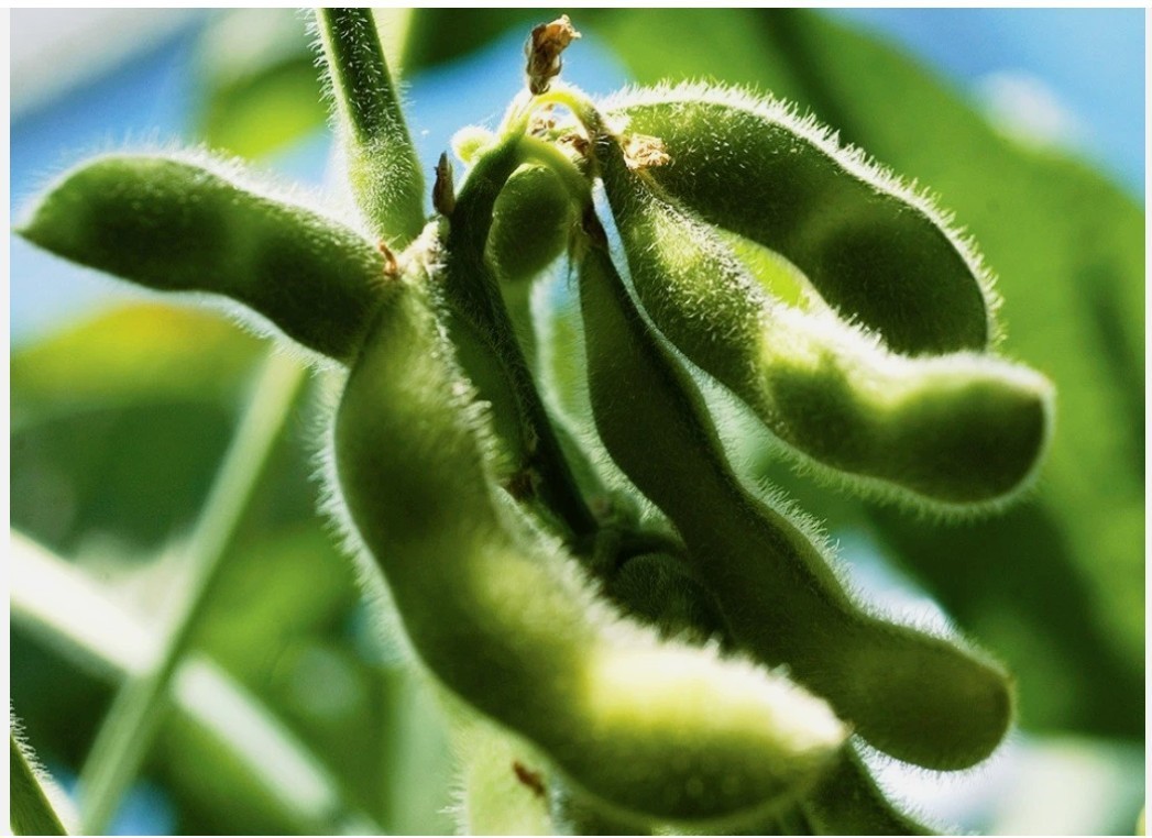 Forest 5 lb. Premium Non-GMO Soybeans (Product of USA) New Crop