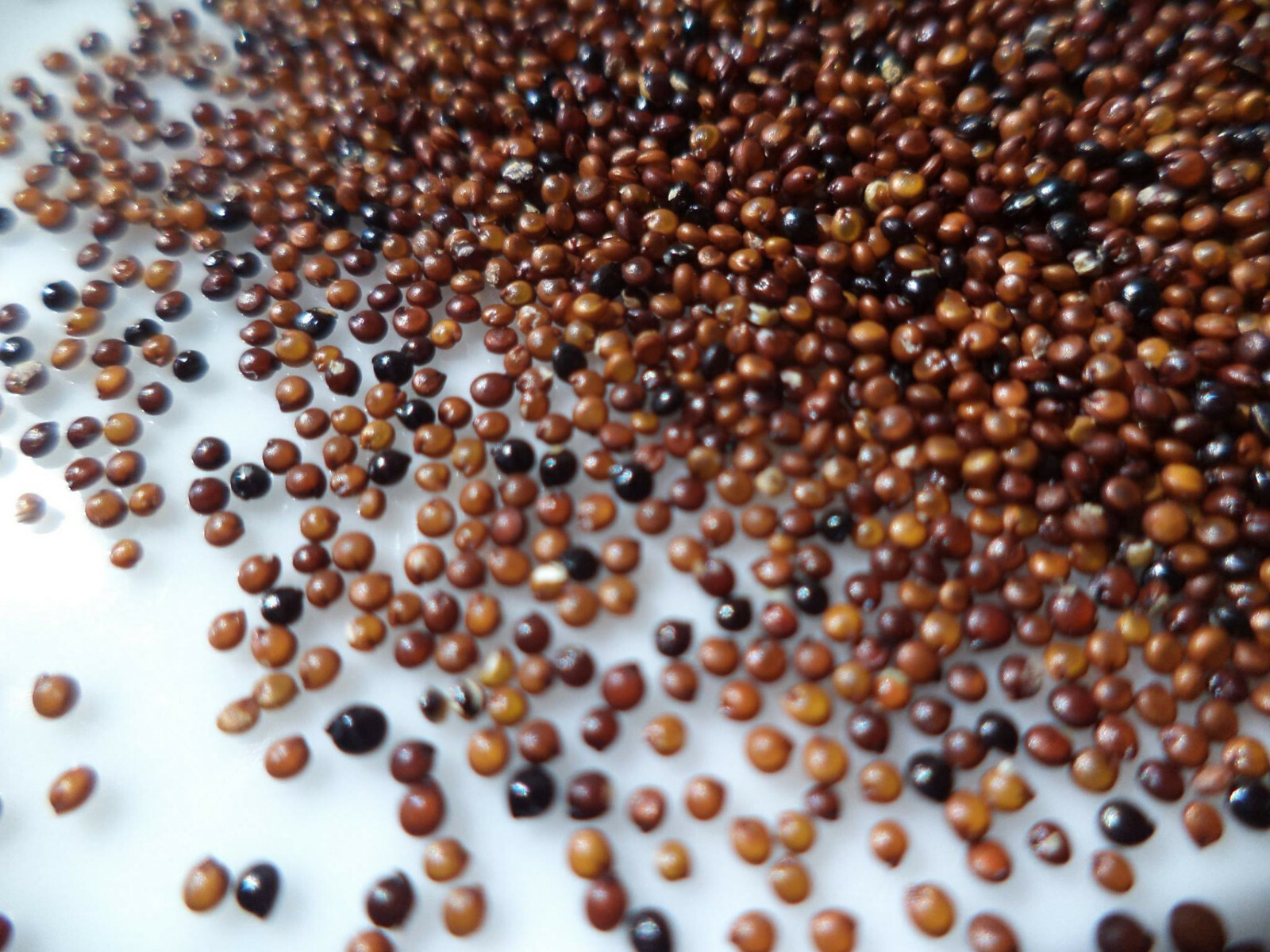 Organic Kaniwa (Baby Quinoa) 4 pounds (2- 2 lb Bags)