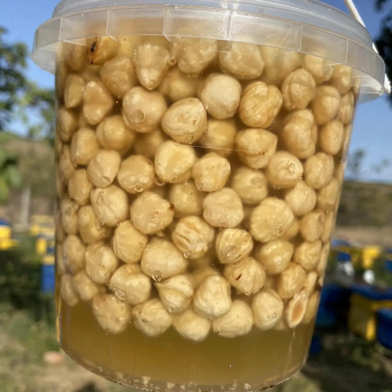 Mix Natural Tasty Pure Raw Hazelnuts Acacia Honey 1.0 l (1200 grams)