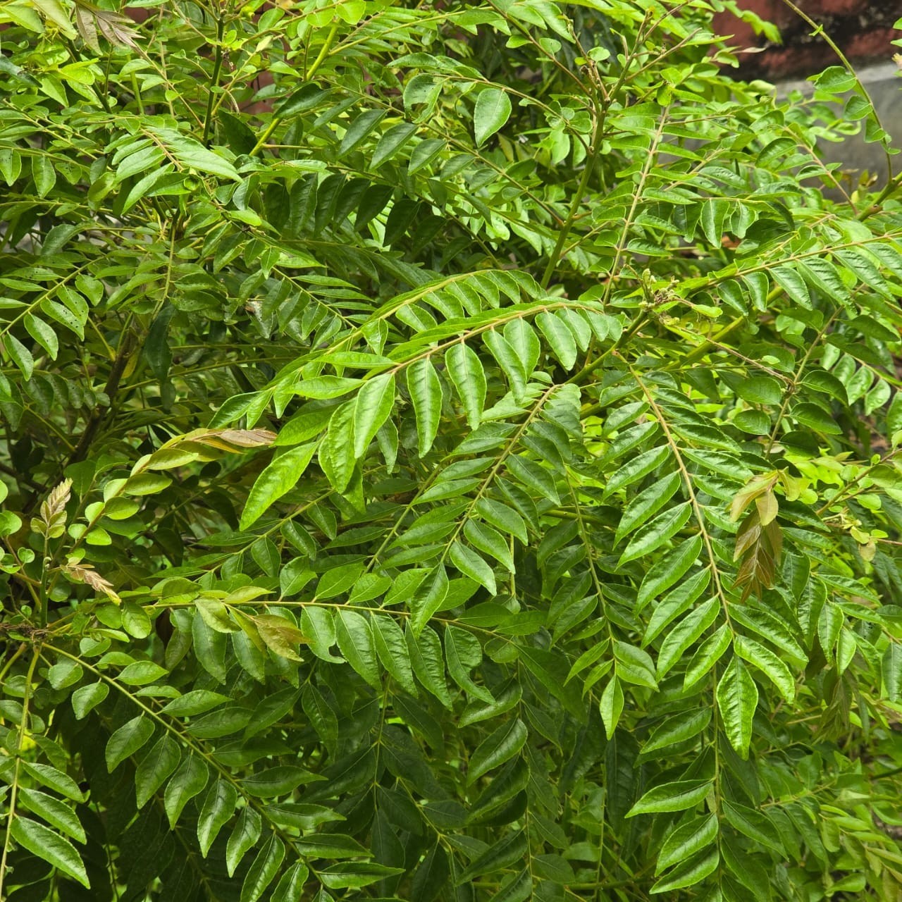 Dried Curry Leaves Powder (Murraya Koenicll) Leaf 100% Organic Ceylon Spices Tea