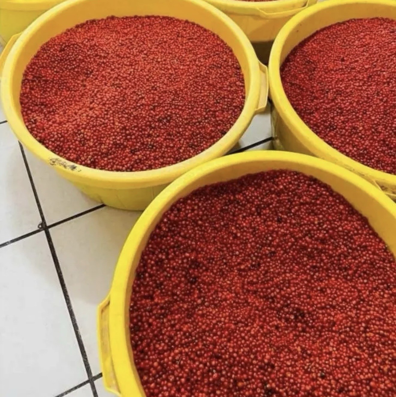 CHILTEPÍN Dried Chile Pepper Bag 2 LBS 100% Natural Quality Free Shipping USA 1