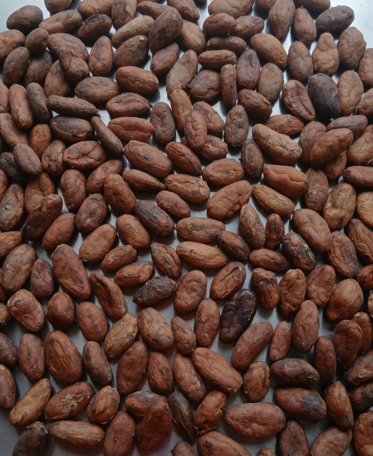 Roasted Cacao Beans | 100% Pure Colombian Cacao | Natural Chocolate Superfood |